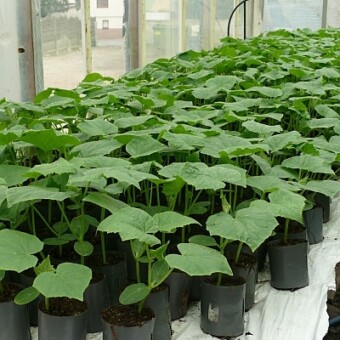 Rozsada przygotowana do letniego nasadzenia, fot. 1-8 AW