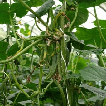 W uprawie intensywnie cięte są pędy boczne