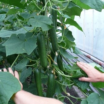 2 tygodnie wcześniej cięte, odmłodzone rośliny 