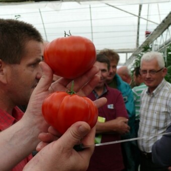 Dużym zainteresowaniem cieszyła się Gourmandia F1 - pomidor typu Bawole Serce  