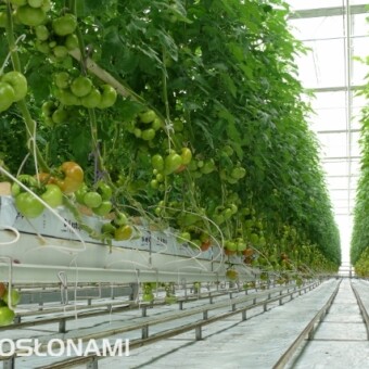 Odmiana Admiro F1 w uprawie Damiana Chrzana, fot. 1-10 A. Wize