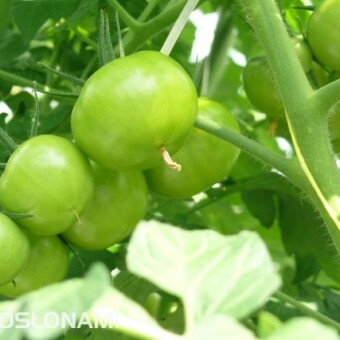 Grona podtrzymywane są na haczykach, nie reguluje się liczby owoców