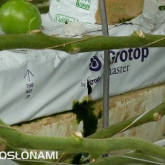 Nacięcia drenażowe w tej uprawie znajdują się w środku maty 