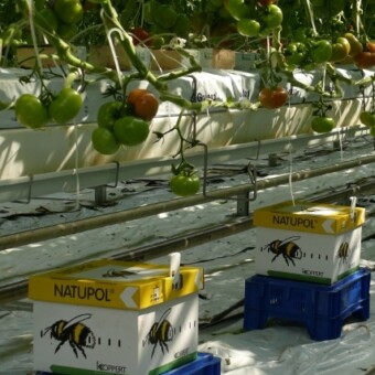 Ule umieszcza się pod rynnami, aby nie narażać ich na bezpośrednie nasłonecznienie