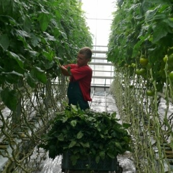 Do prac w szklarni w Głuchowie zatrudnieni są wyłącznie mężczyźni