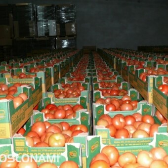 Pomidory w magazynie przetrzymywane są w temperaturze wynoszącej min. 16C 