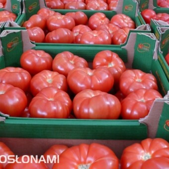Pomidory bez szypułek nie są narażone na wzajemnie kaleczenie się w opakowaniu (odmiana Admiro) 