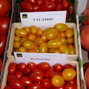 Odmiany koktajlowe z firmy Enza Zaden