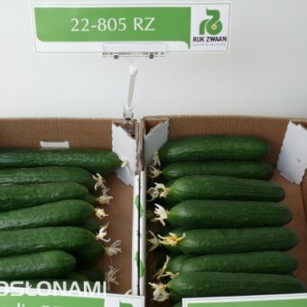Pod numerem 22-805 RZ F1 prezentowano nowość w asortymencie ogórków szklarniowych firmy Rijk Zwaan