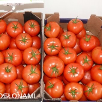 Ladoga RZ F1 - nowy pomidor wielkoowocowy z firmy Rijk Zwaan