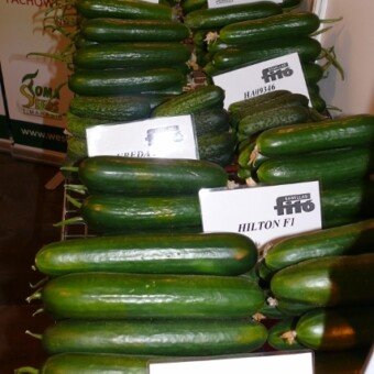 Duży wybór odmian ogórków hiszpańskiej firmy Fito Semillas na stoisku Toma Seeds