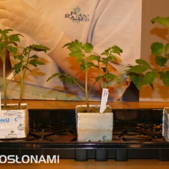 Szczepiona rozsada pomidorów na stoisku angielskiej firmy Plant Raisers