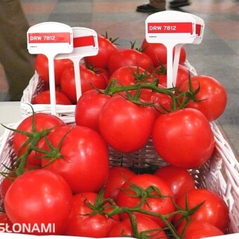 Całogronowy pomidor DRW 7812 F1
