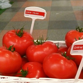 Wielkoowocowa nowość - DRW 7848 F1