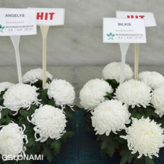 Wielkokwiatowe hity o białych kwiatach - Angelys i Bilkis, fot. 1-13 A. Wize