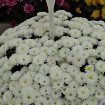 Drobnokwiatowa nowość - Sport White