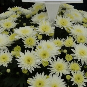 Mildred White - nowość