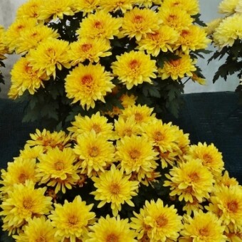 Festival Time Yellow Improved 