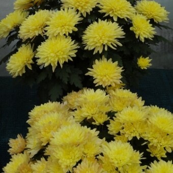 7473-1 Derlei Yellow