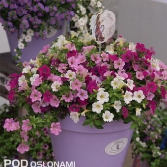 Mixis Calista - markowa "mieszanka" 3 odmian kalibrachoi z grupy Noa: 'Almond Blossom', 'Dark Pink Carnival' i 'Mega Pink' 