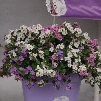 Mixis Alysia - 3 odmiany sutery (bakopy) z grupy Scopia: 'Gulliver Dynamic White', 'Gulliver Blue', 'Great Pink Beauty'