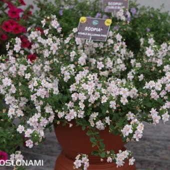 'Ballerina Pink' - odmiana sutery z grupy Scopia Double