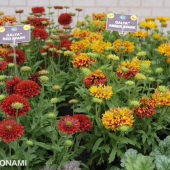 'Red Spark' i ' Amber Spark' z grupy Galya gailardii