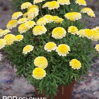 Oznaczona na razie numerem (AR 10 1546) nowa odmiana z grupy Angelic argyrantemy krzewiastej