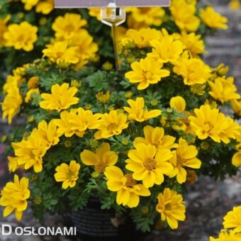 Uczep rózgowaty "BD 10 1000" o półpełnych kwiatach