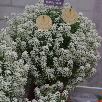 Lobularia 'Silver Stream', fot. 1-12 AC