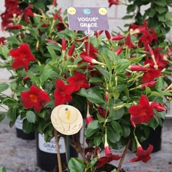 Odmiany mandewili z nowej grupy Vogue