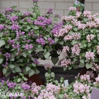 Odmiany jasnoty plamistej 'Pink' oraz 'Blush' z grupy Lami