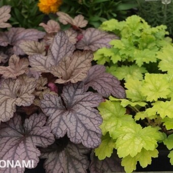 Odmiany 'Purple Rain Forest' (z lewej) oraz 'Green Tea' z grupy Kira żurawki