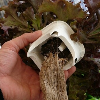 Rozbudowany system korzeniowy sałaty pierzastej 