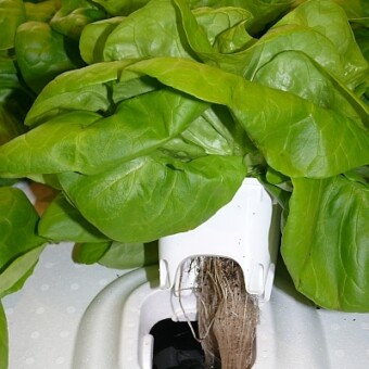 Doniczki umieszcza się w wyprofilowanych tacach