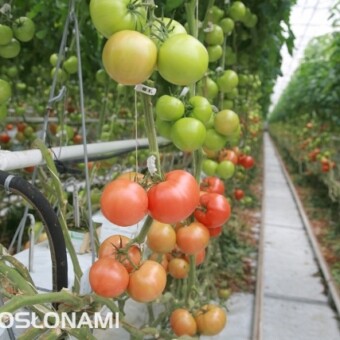 Growdena F1 to ciągle odmiana nr 1 w asortymencie wielkoowocowych odmian firmy Syngenta, fot. 1-8 M. Podymniak