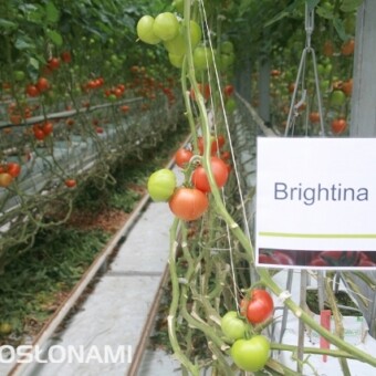 Brightina F1 Zdobywa coraz większe uznanie producentów