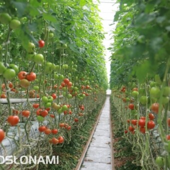 Odmiana Brightina w uprawie państwa M. i Z. Dziubków
