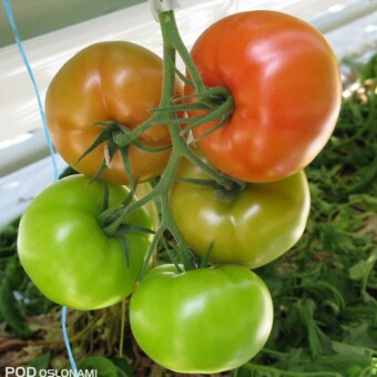 Regulacja gron odmiany wpływa korzystnie na wyrównanie i jakość owoców w gronie, ma również korzystny wpływ na stabilny wzrost roślin i utrzymanie wielkości owoców przez cały sezon