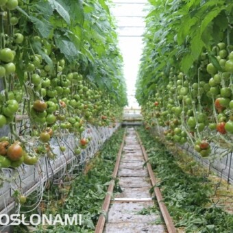 Odmiana Emrero F1 sprawdza się w nowoczesnych, dużych obiektach, na dużych powierzchniach