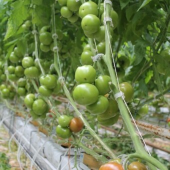 Emrero F1 dobrze sprawdza się w obiektach wyposażonych w ogrzewanie wegetacyjne,w takich warunkach nawet owoce z pierwszych gron są regularne i kształtne 