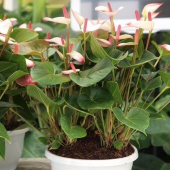 Anthurium 'Princess Amalia Elegance'