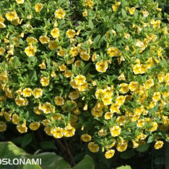 Kalibrachoa (Calibrachoa) - odmiana 'Lemon Slice' z grupy SUPERBELLS