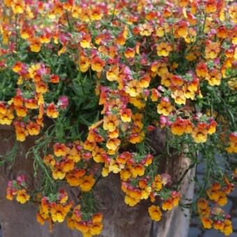 Nemezja - odmiana 'Kiwano' z grupy SUNSATIA plus