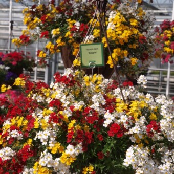 "Alegria" - mix nemezji z grupy SUNSATIA