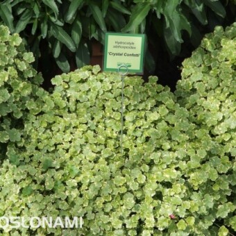 Hydrocotyle sibthorpioides 'Crystal Confetti' - nowa roślina strukturalna 
