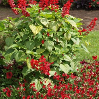 Szałwia Go-Go 'Scarlet' - nowy mieszaniec międzygatunkowy