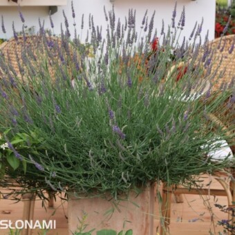 Lavandula angustifolia 'Nico'