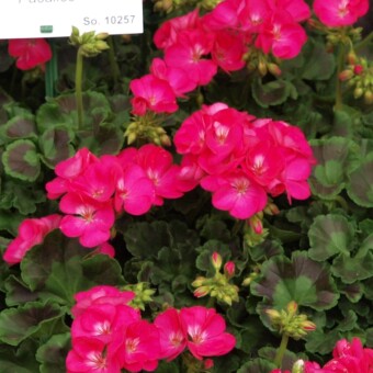 Pelargonium zonale 'Alice', fot. 1-9 A. Cecot