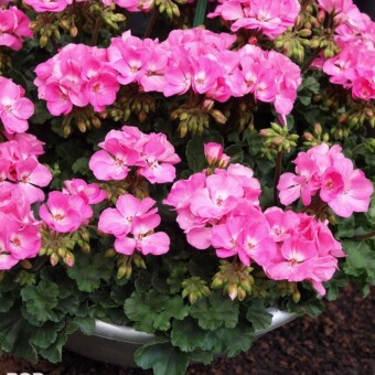 Pelargonium zonale 'Rosita' - odmiana wczesna, o ciemnych liściach